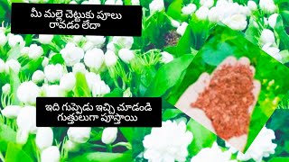 Jasmine Plant Growing Tips Jasmine Plant Care Malle Chettu Ela Penchali