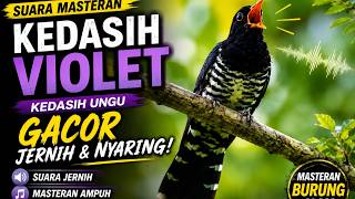Suara Masteran Kedasih Violet/Ungu
