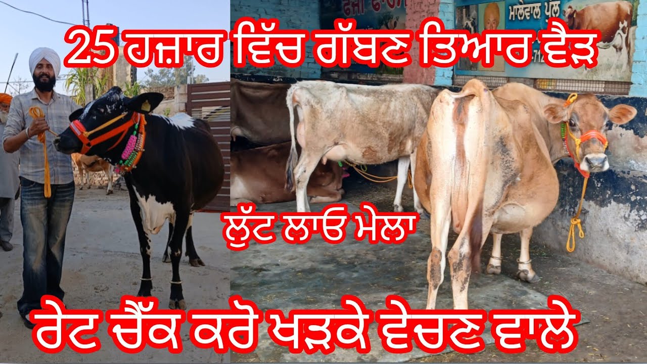 25  27 28 30 ਹਜ਼ਾਰ ਵਿੱਚ ਗੱਬਣ ਤਿਆਰ ਵੈੜਾ ਸਭ ਤੋਂ ਸਸਤਾ ਅੱਡਾ /cow for sale /cheema dairy farm 