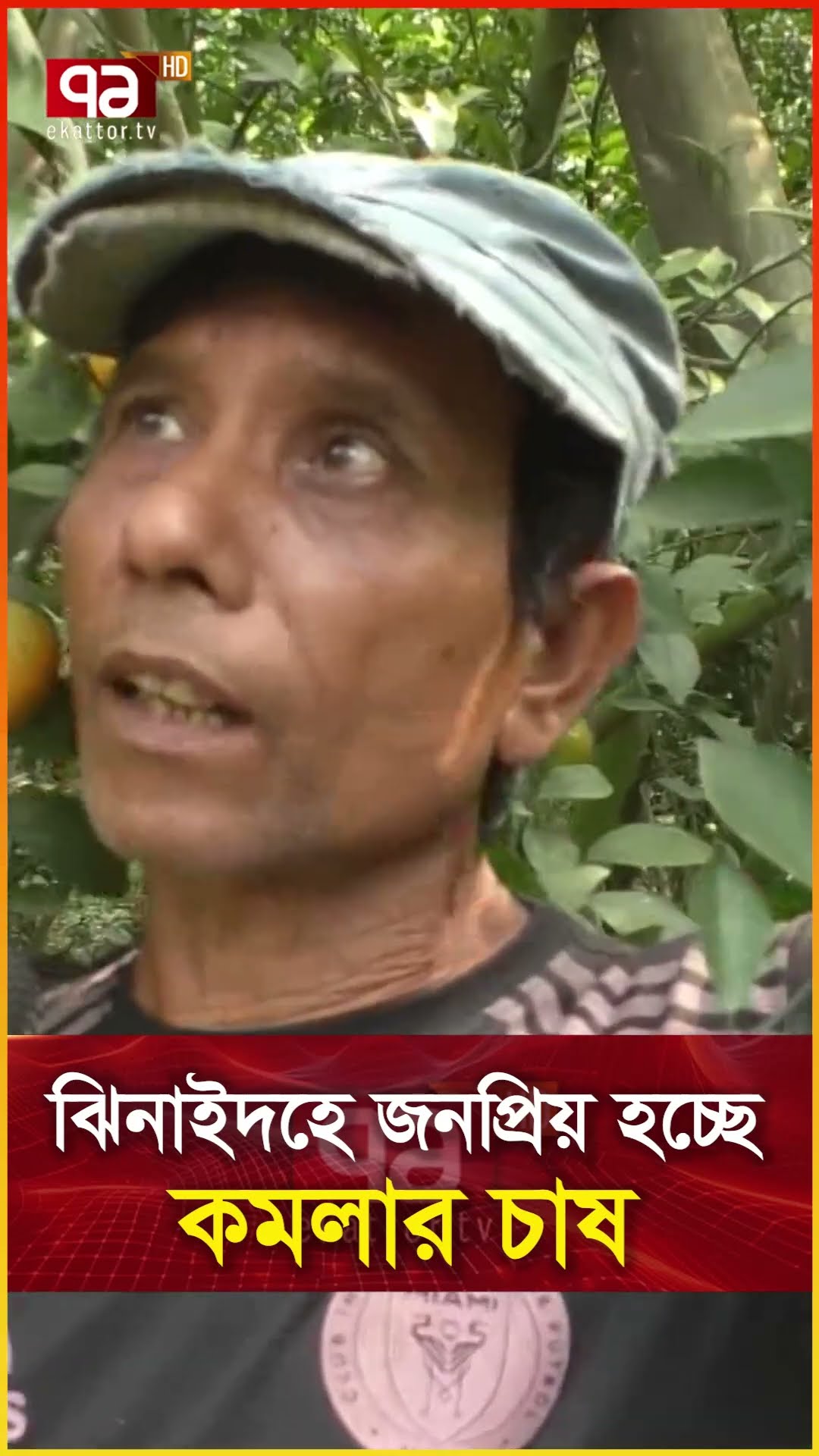 ঝিনাইদহে জনপ্রিয় হচ্ছে কমলার চাষ
