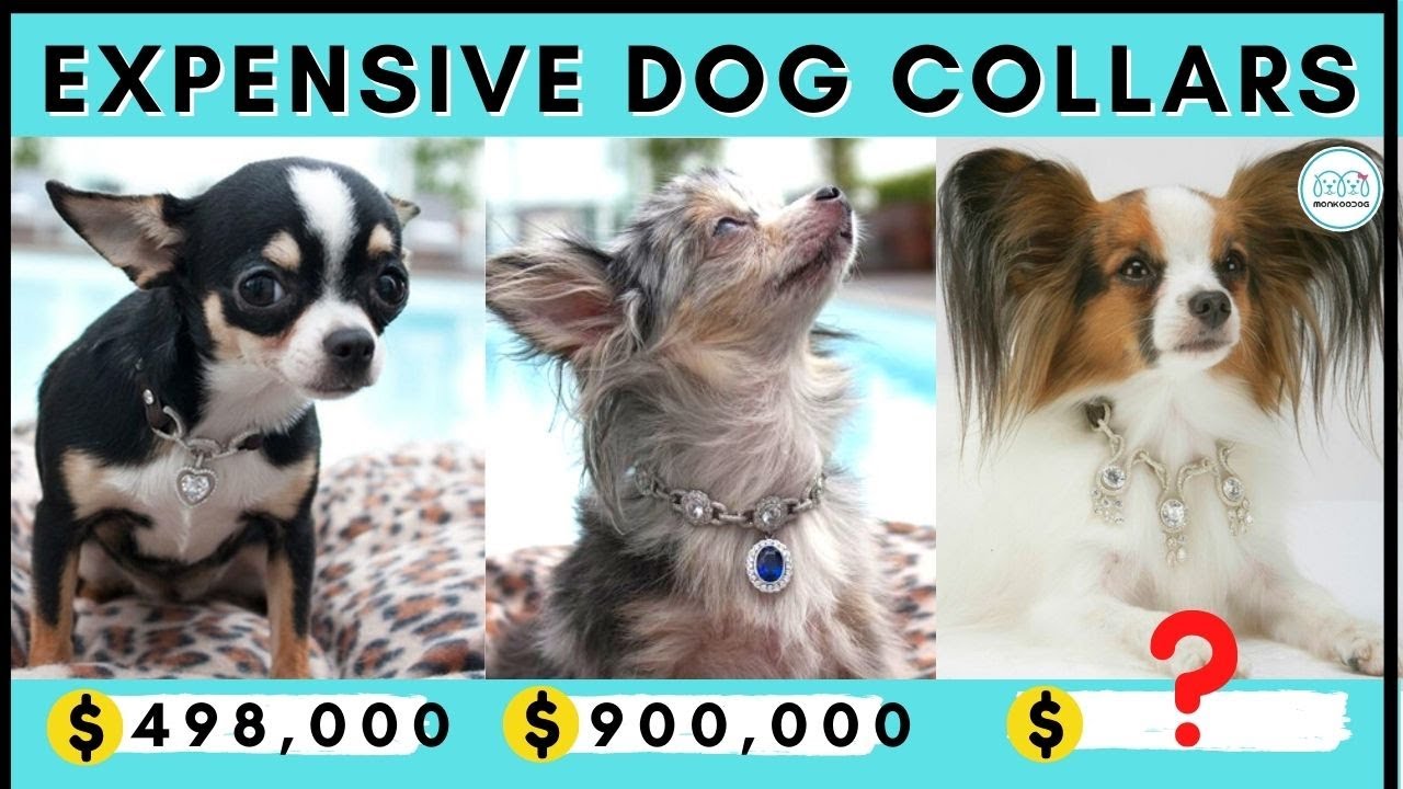 Top 7 Most Expensive Dog Collar Brands in the World - Monkoodog