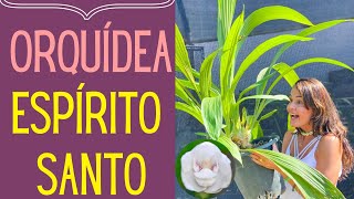 ORQUÍDEAS: Como cultivar e encontrar a Orquídea Flor do Espírito Santo -  thptnganamst.edu.vn