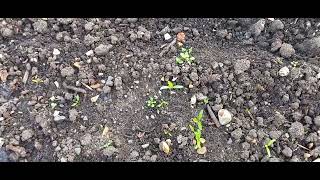 South Croydon Allotments 8th May 2024 plots 6  & 29 See the parsnips IAN!!!!