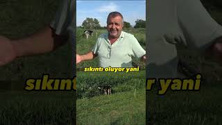 Maralfalfa Hayvana Dokunur Mu?