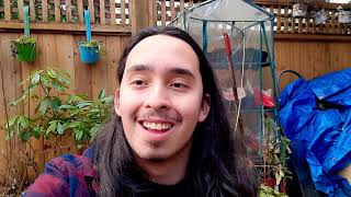 How To Grow Primulas Primroses Primula Polyantha