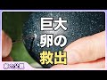 生きている卵を穴から救出