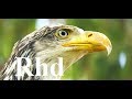 The Secret Life of the Circler, Birds. 2018 HD Documentary.