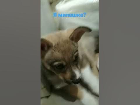 гав - YouTube
