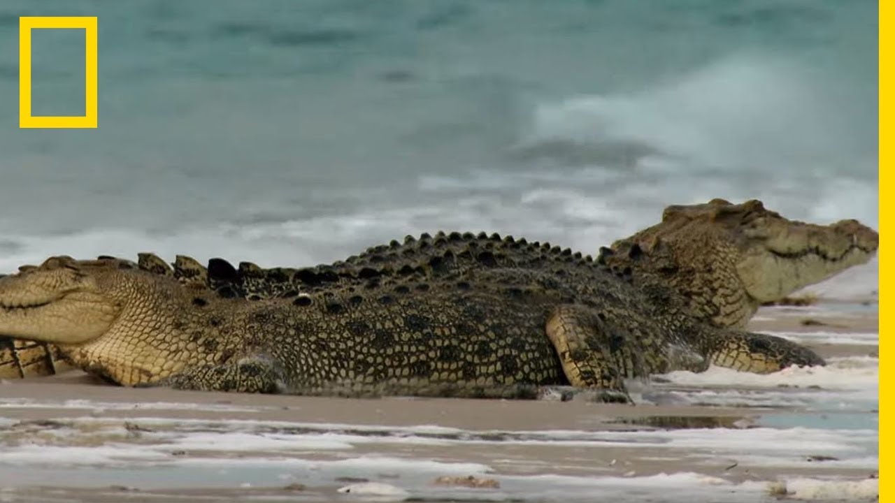 Le gigantesque crocodile marin plus gros reptile du monde