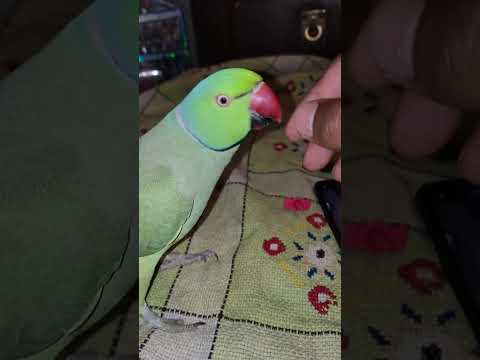 cute parrot playing 🐦 #shorts #funny #viral