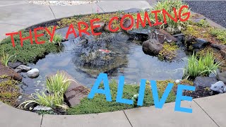 👍KOI POND COMING ALIVE👍#pigandfriends #ponds #viral by PIG AND FRIENDS  170 views 1 month ago 3 minutes, 5 seconds