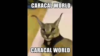 Caracal World