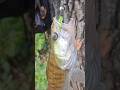 Будущий BIG-FISH #fishing #bigfish #fish #superfish #carpfishing #carp #рыбалка2025 #рыбалка #судак
