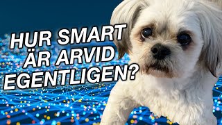 Hur smart är Arvid EGENTLIGEN?
