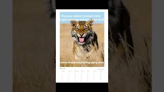 Preorder Africa or Tigers calendar before Oct 24th, get a free greeting card &amp; get calendar signed