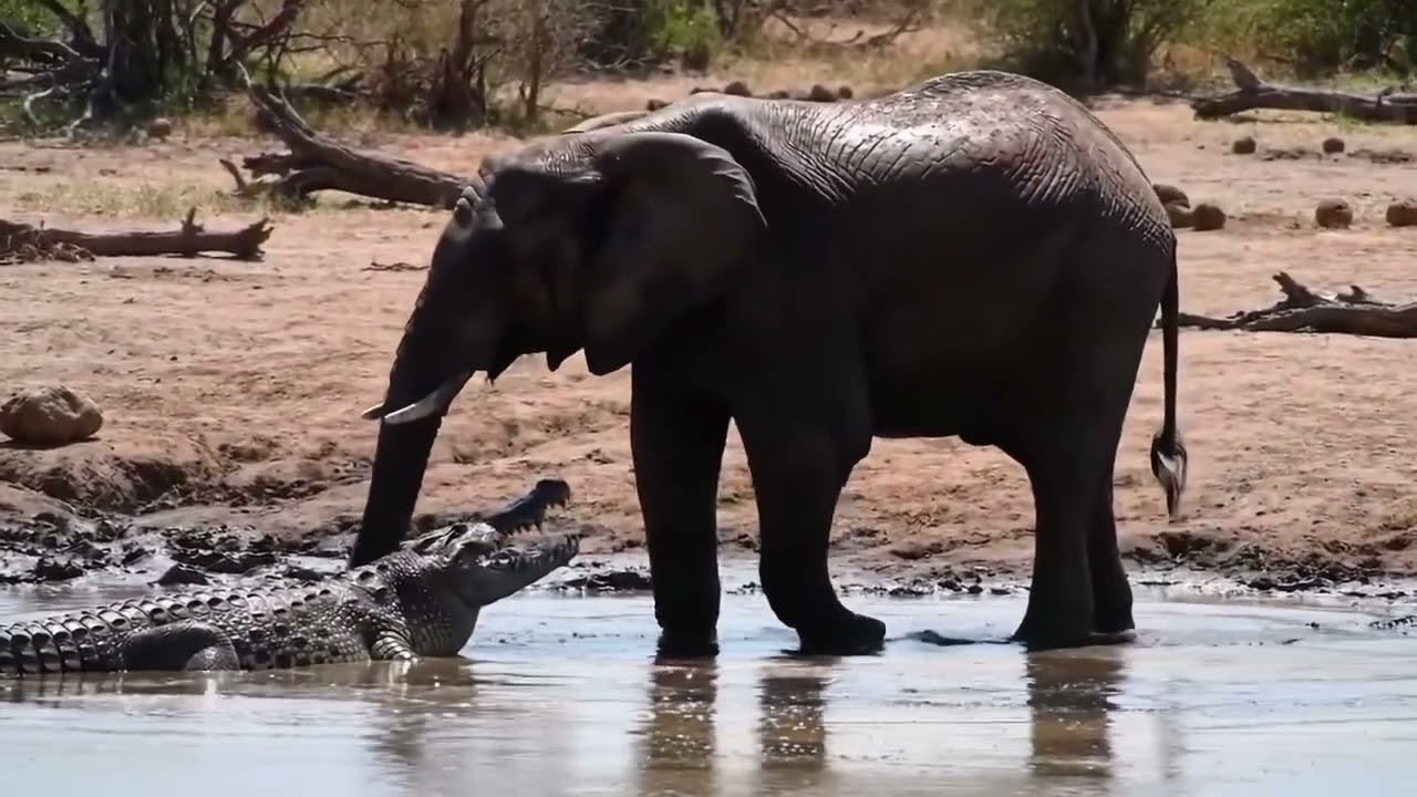 The fight between an elephant and a crocodile