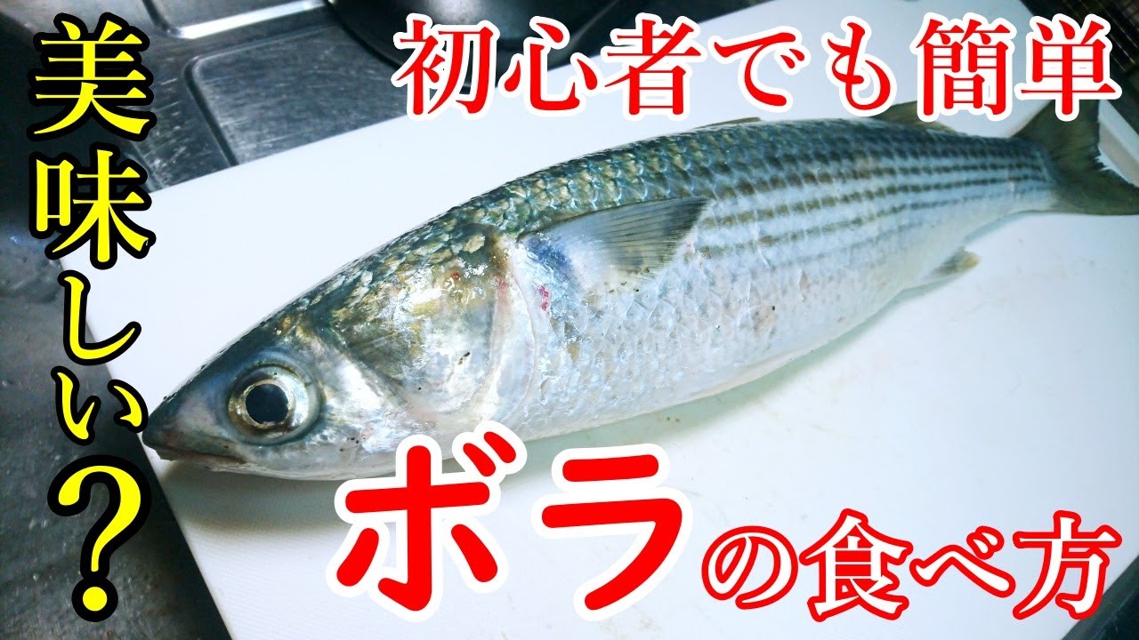 簡単な魚の料理レシピ 釣れても捨てないで 旬の美味しいボラの食べ方です Youtube