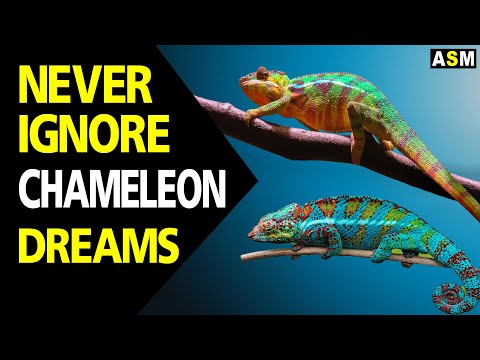 What Does Chameleon Dream Meaning | Dreaming Of Chameleon Mean | Chameleon Dream Interpretation