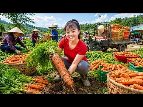 Miles De Zanahorias Frescas 🥕 Cosecha Y Venta En El Mercado Del Campo