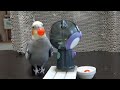 エンドレスガチャのオウムさんたちがかわいい