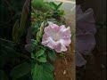 🌸✨ THE BEAUTY OF FLOWERS 🌿💖 | How long can a flower truly last in your care?