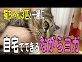 yuco&猫ちゃんとはじめての「ながらヨガ」　〜太陽礼拝編〜