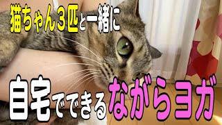 yuco&猫ちゃんとはじめての「ながらヨガ」　〜太陽礼拝編〜