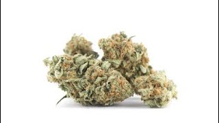 STRAIN REVIEW!!! Bedrocan 5g Sativa