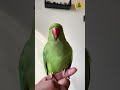 Parrot calling sound1shorts parrot