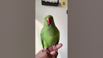 Thumbnail of Parrot Calling Sound#1#shorts #parrot