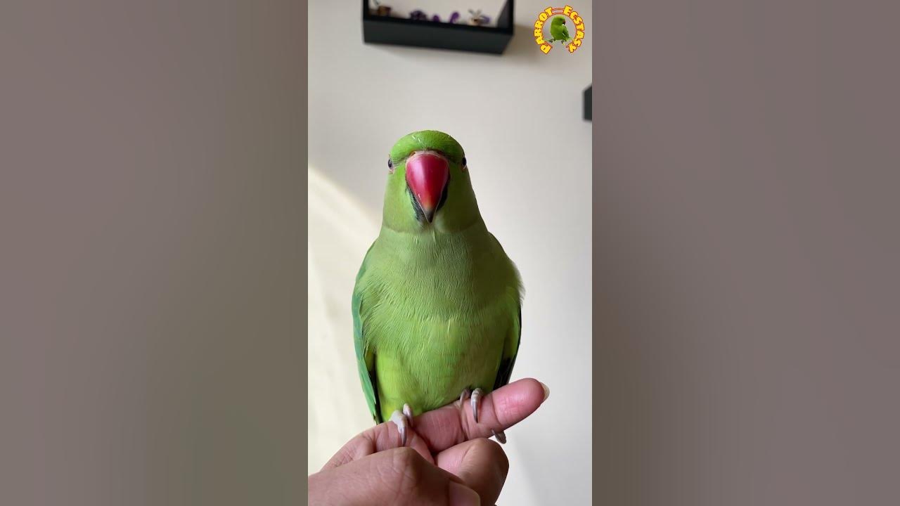 Parrot Calling Sound#1#shorts #parrot