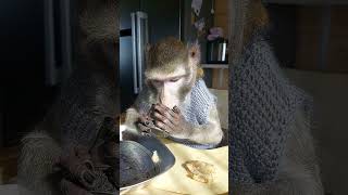 моменты жизни👋🌿🐒 #обезьяна #animal #monkey #petmonkey #зоо #экзотика #питомец