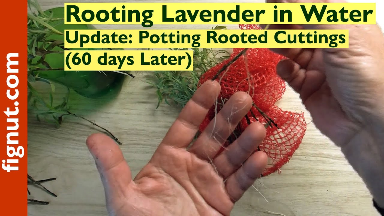 Rooting Lavender In Water Winter Propagation Youtube