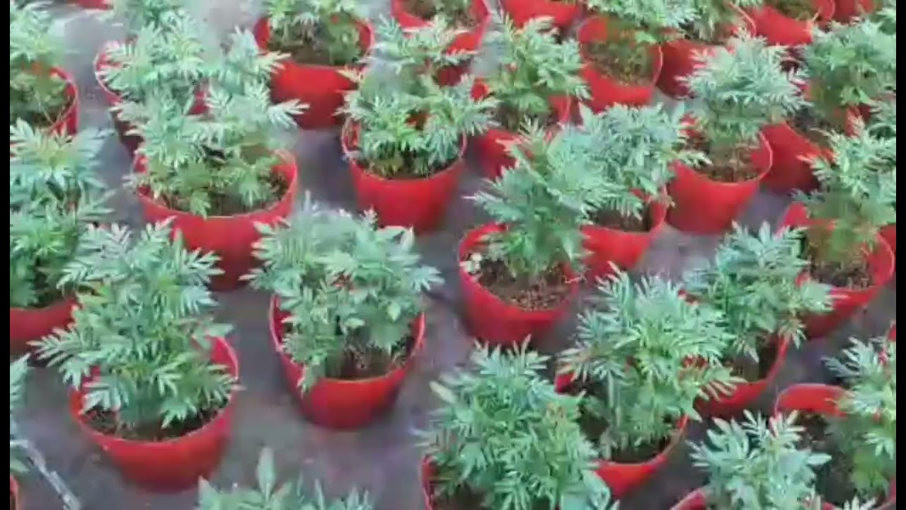 Vạn Thọ mới Vô Gạo có kịp Tết không? Xử lý ngay theo những phương pháp chăm sóc này!