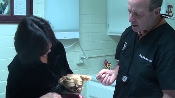 Runny Nose:Nasal Irritation in a Dog