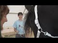 2023 FHANA Friesian Keuring Event Preview