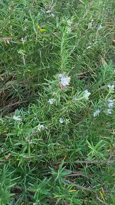Rosemary in flower