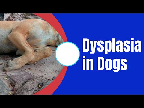 how to treat elbow dysplasia in dogs ! Pet Care