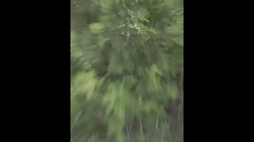 I crashed my Mavic Air 2 into a tree #shorts