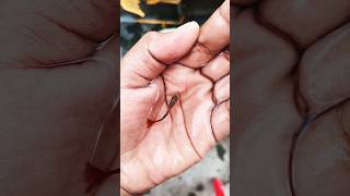 #trending #guppy #fish #fishing #shorts #youtudeshorts #youtube #viralvideo #funny