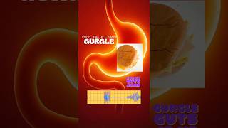 Ham, Egg, &amp; Cheese Gurgle #ASMR #OddlySatisfying #DailyGurgle #Digestion #Gurgle
