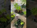 Seedling Update #gardening #update