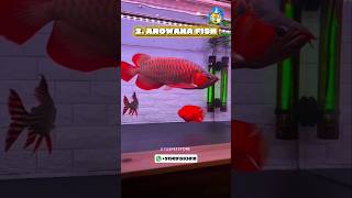 Cute fish sab rakhte hain… lekin asli game toh Monster Fish ka hai! 🔥🐟#atozpetstore #youtubeshorts