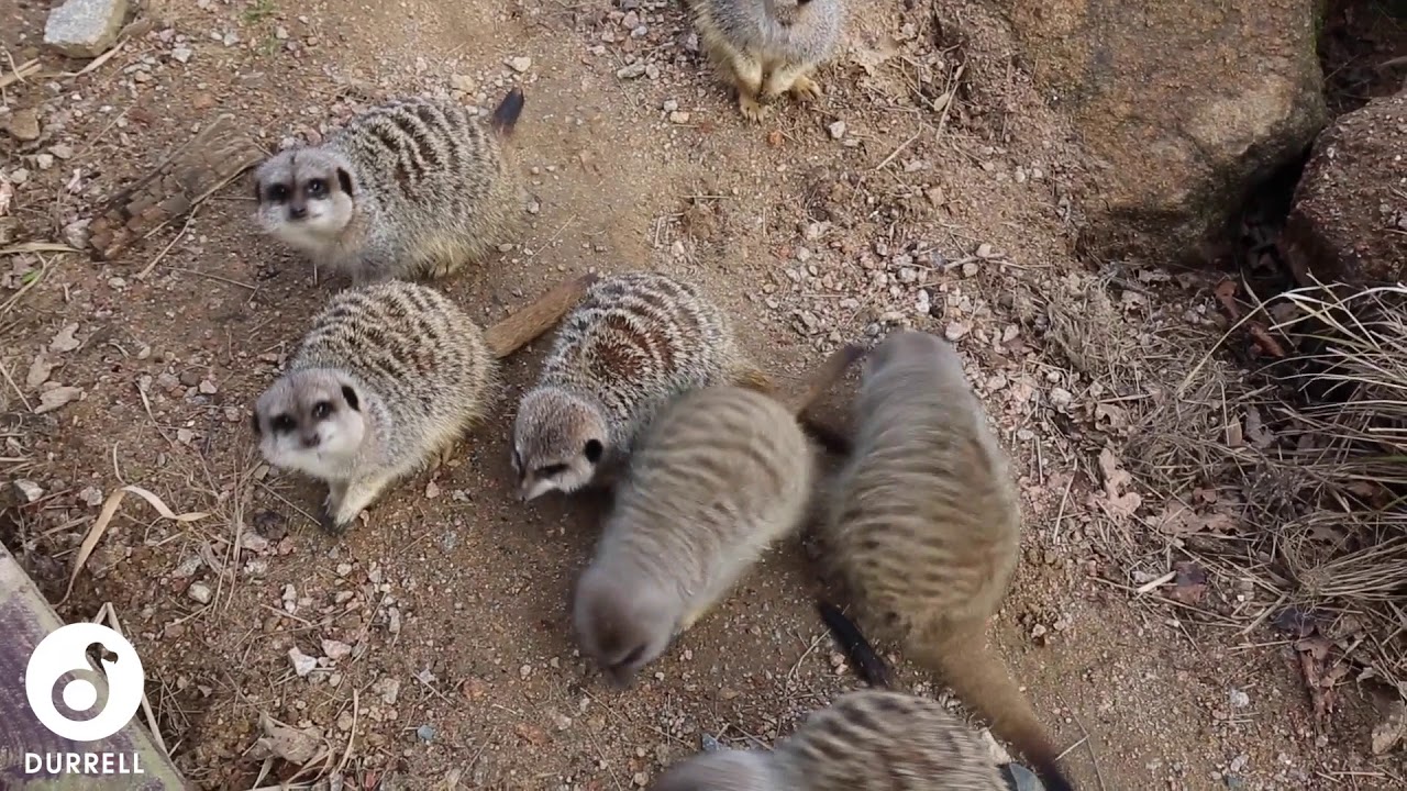 Meerkat & Otter Encounter at Jersey Zoo