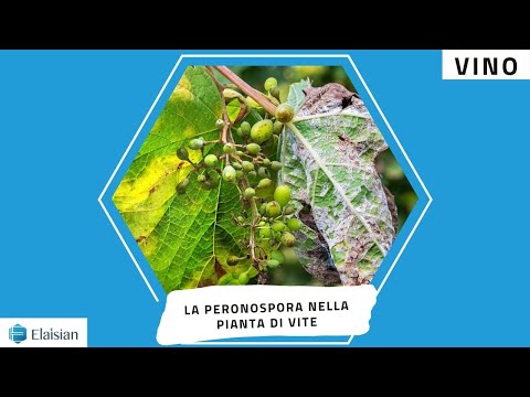 Video: Gestione della peronospora orientale - Quali sono i sintomi e il trattamento della peronospora orientale