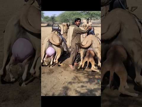 ولادة نادرة في صحراء ثر ناقتان تضعان مولوديهما في لحظة واحدة 