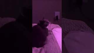 Why Do Those Squeaks Gotta Be So Cute