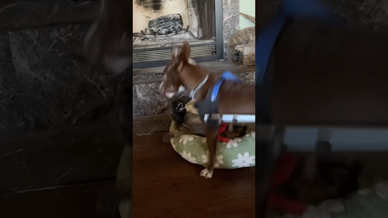 Malinois puppy vs Robomutt