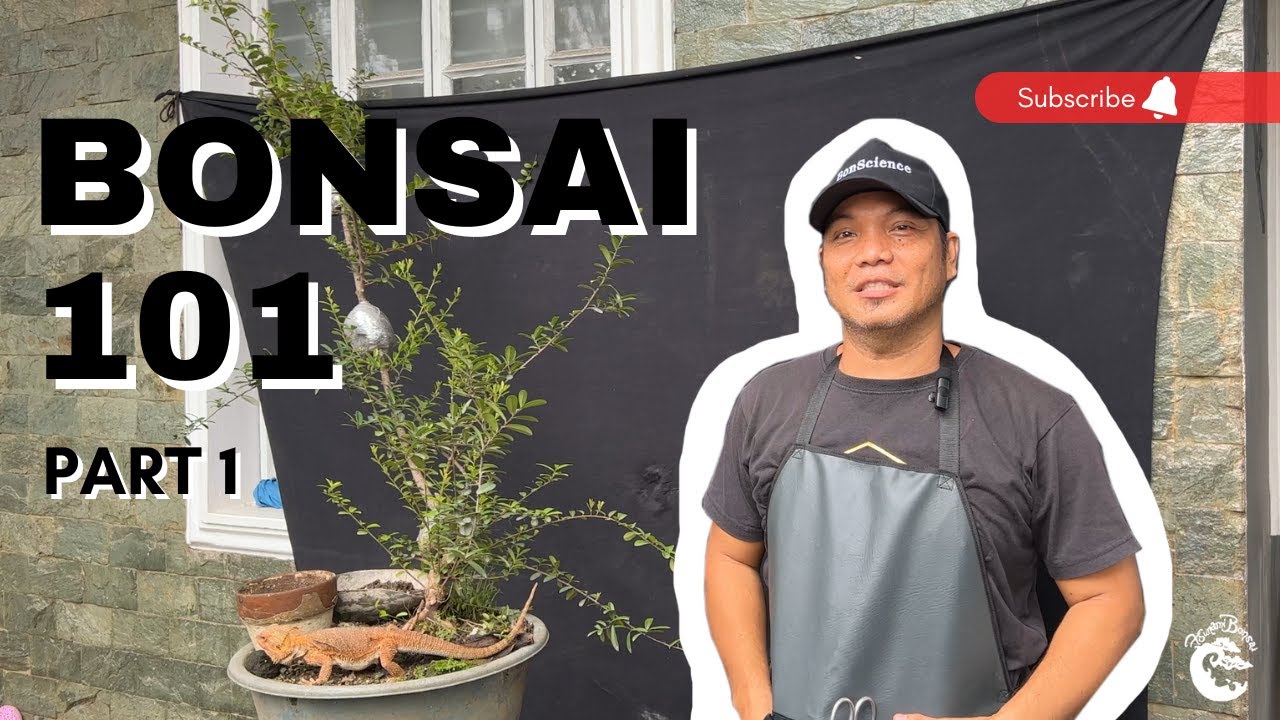 BONSAI 101 EPISODE 1 PUERTO RICAN BOXWOOD (PART 1)