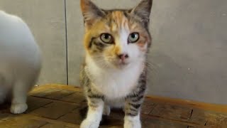 雨の日は待合室で雨宿りする野良猫